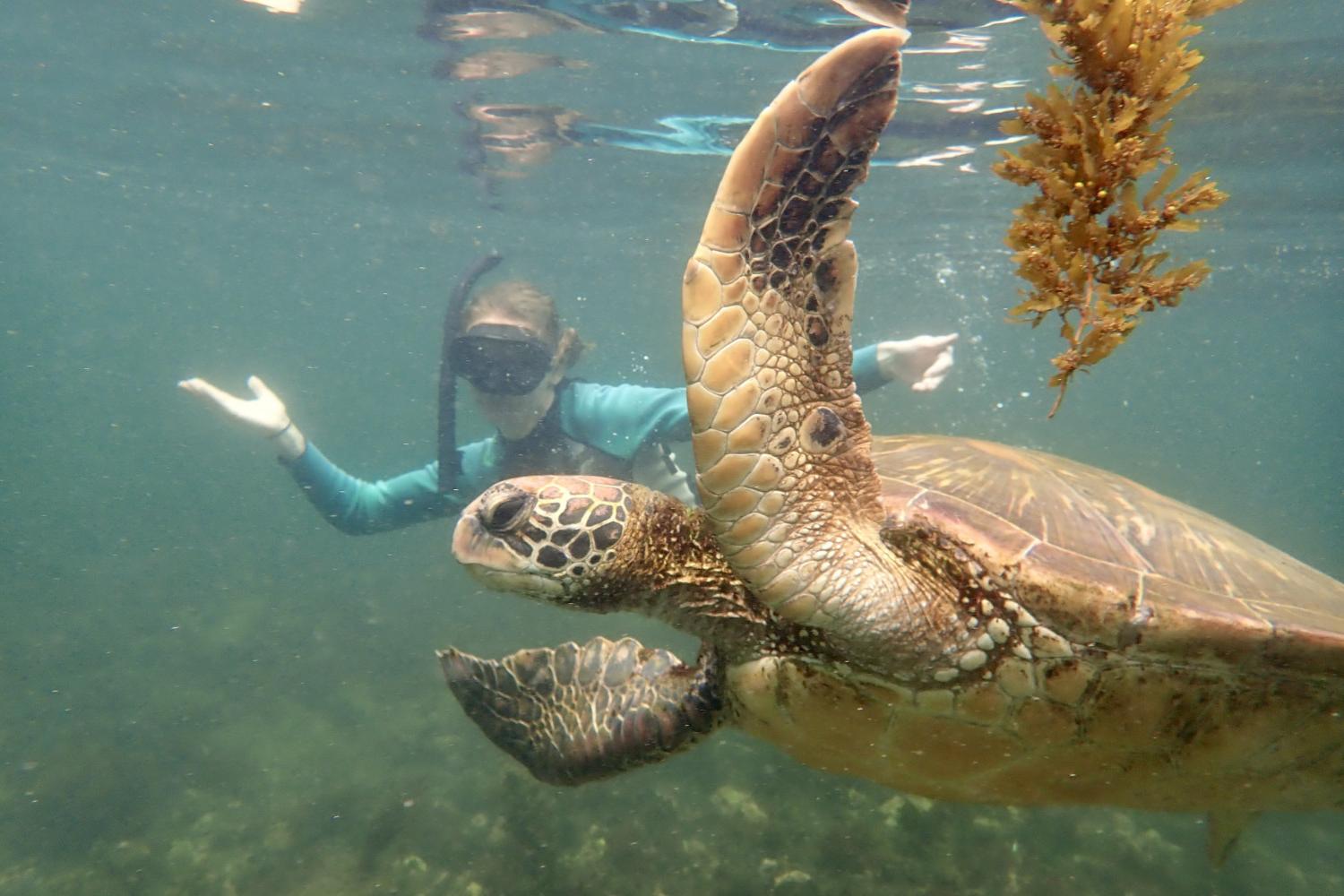 一名<a href='http://077.daves-studio.com'>全球十大赌钱排行app</a>学生在Galápagos群岛游学途中与一只巨龟游泳.